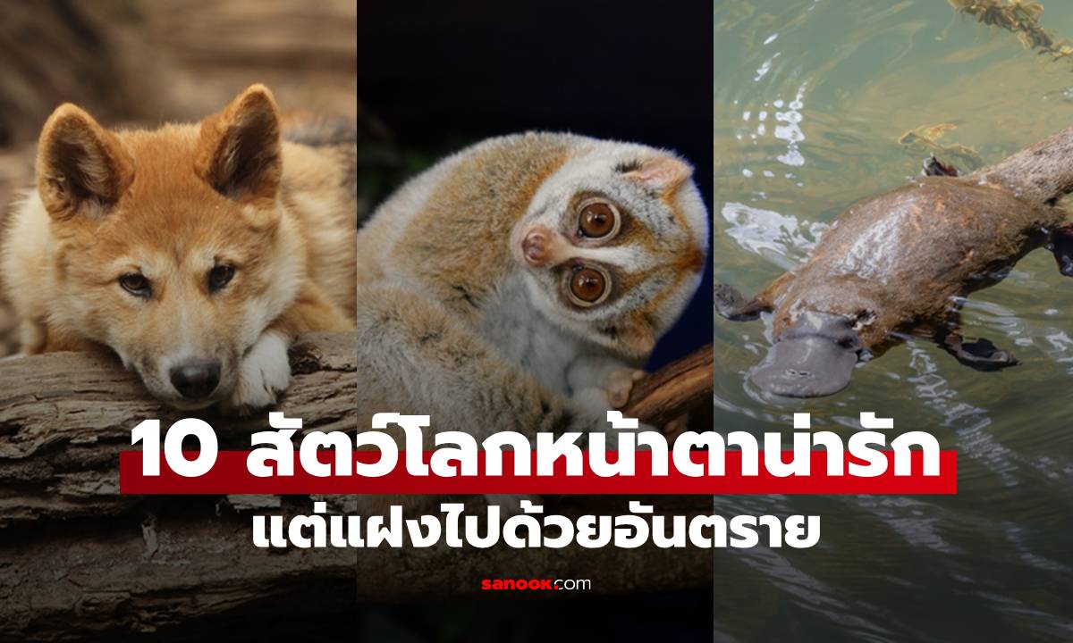 10 สัตว์โลกหน้าตาน่ารัก แต่แฝงไปด้วยอันตราย