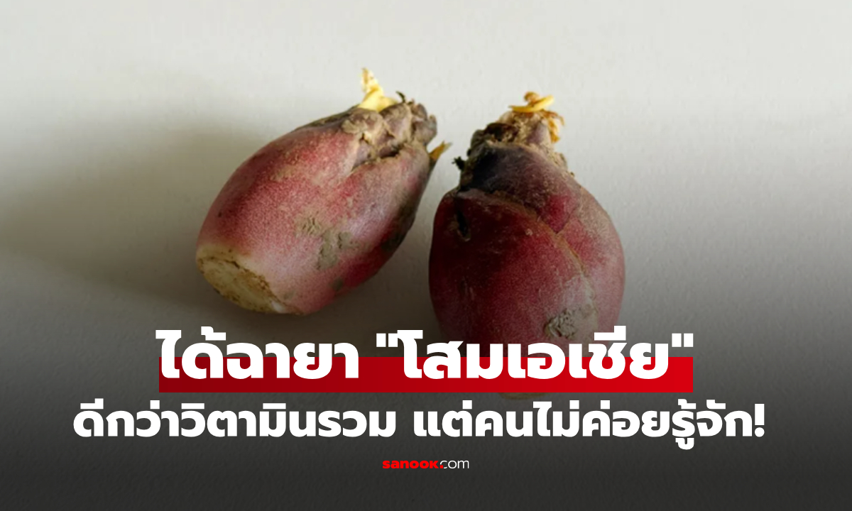 ซูเปอร์ฟู้ดตัวจริง “โสมเอเชีย” บนโต๊ะอาหารญี่ปุ่น แต่คนไทยไม่ค่อยรู้จัก น่าเสียดายมาก!