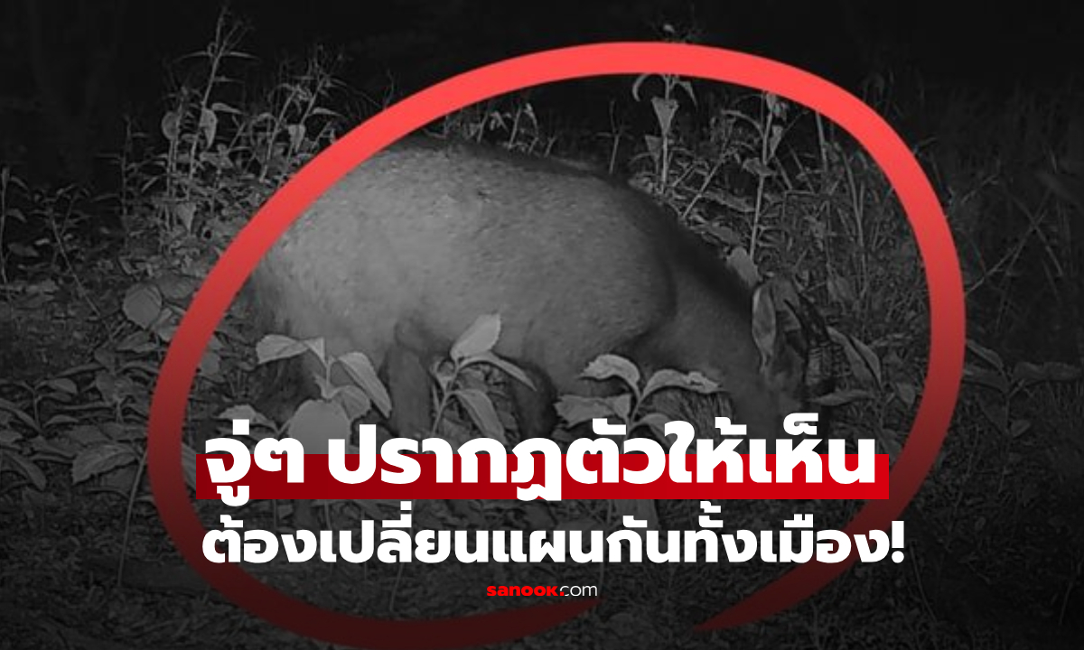 ฮือฮา! เปลี่ยนแผนกันทั้งเมือง จู่ๆ “สัตว์หายาก” ปรากฏตัวในเกาหลี ต้องคุ้มครองระดับสูงสุด