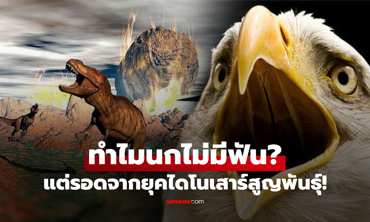ทำไมนกไม่มีฟัน? ความลับวิวัฒนาการอัจฉริยะ ที่ช่วยให้ “รอด” จากยุคไดโนเสาร์สูญพันธุ์!
